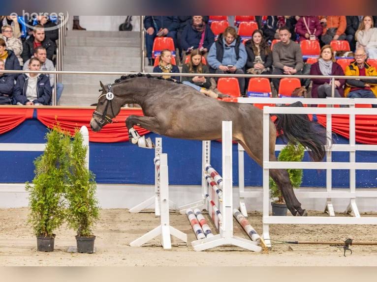 Poney de selle allemand Étalon 3 Ans 147 cm Buckskin in Wietmarschen