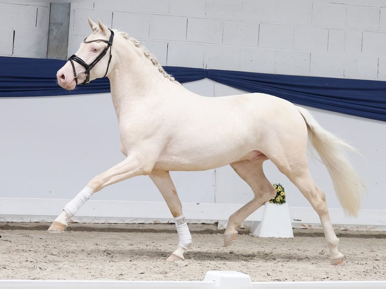 Poney de selle allemand Étalon 3 Ans 147 cm Cremello in Marsberg