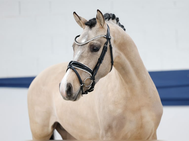 Poney de selle allemand Étalon 3 Ans 147 cm Isabelle in Marsberg