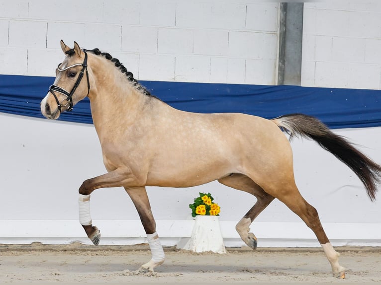 Poney de selle allemand Étalon 3 Ans 147 cm Isabelle in Marsberg