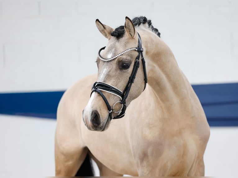 Poney de selle allemand Étalon 3 Ans 147 cm Isabelle in Marsberg