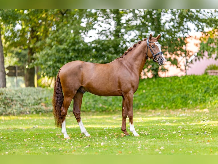 Poney de selle allemand Étalon 3 Ans 148 cm Alezan in Friesoythe