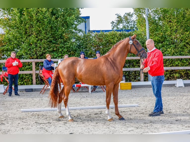 Poney de selle allemand Étalon 3 Ans 148 cm Alezan in Friesoythe