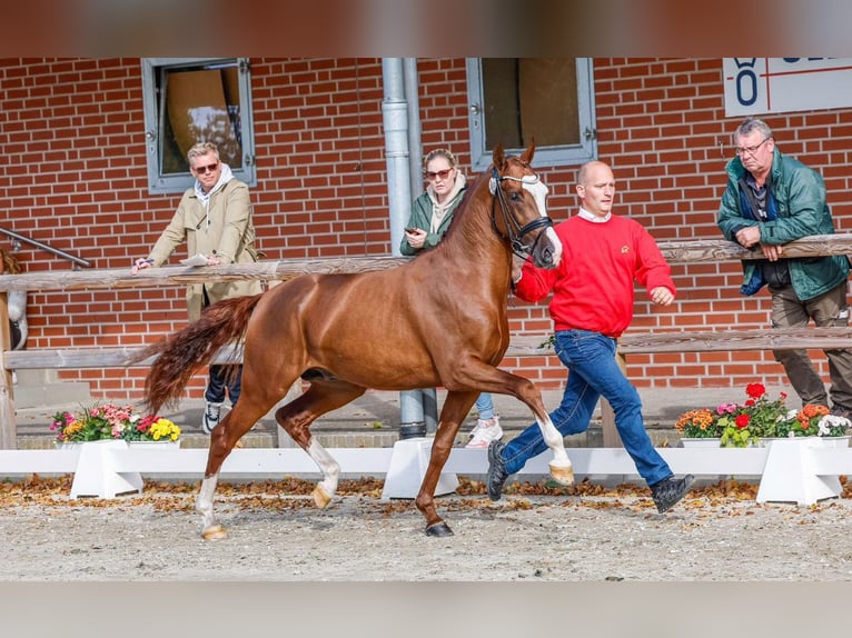 Poney de selle allemand Étalon 3 Ans 148 cm Alezan in Friesoythe