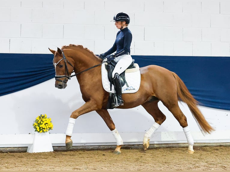 Poney de selle allemand Étalon 3 Ans 148 cm Alezan in Marsberg