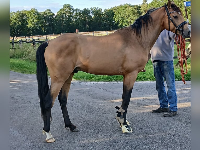 Poney de selle allemand Étalon 3 Ans 148 cm Buckskin in Ostbevern