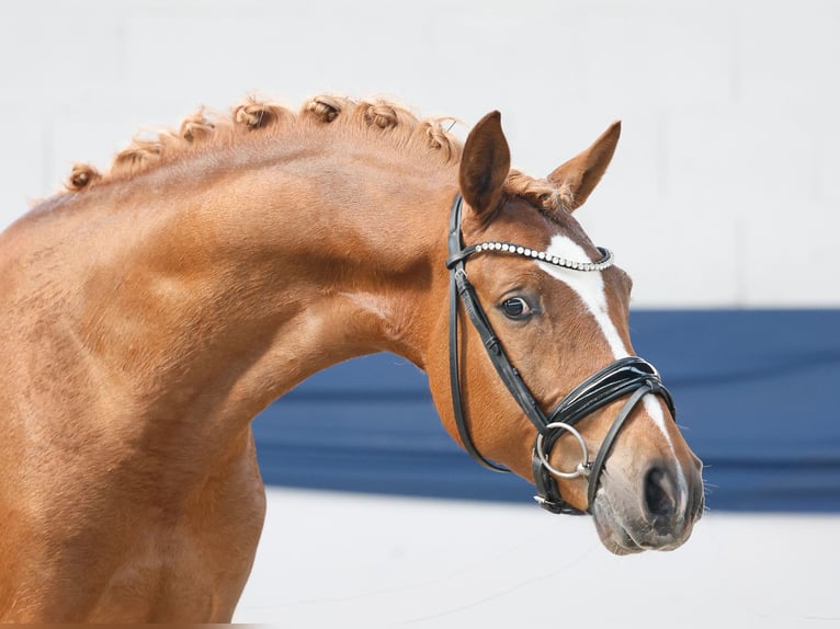 Poney de selle allemand Étalon 3 Ans 148 cm Isabelle in Marsberg