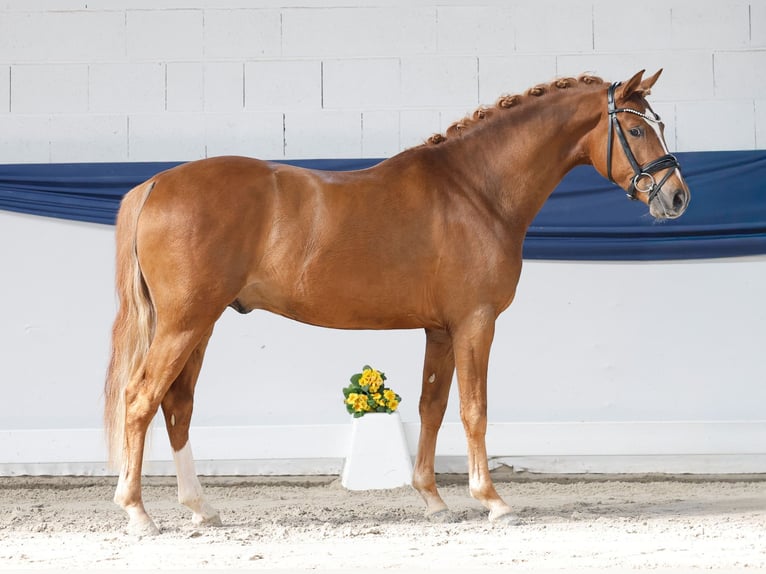 Poney de selle allemand Étalon 3 Ans 148 cm Isabelle in Marsberg