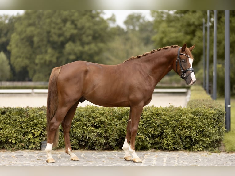 Poney de selle allemand Étalon 3 Ans 149 cm Alezan in Grevenbroich