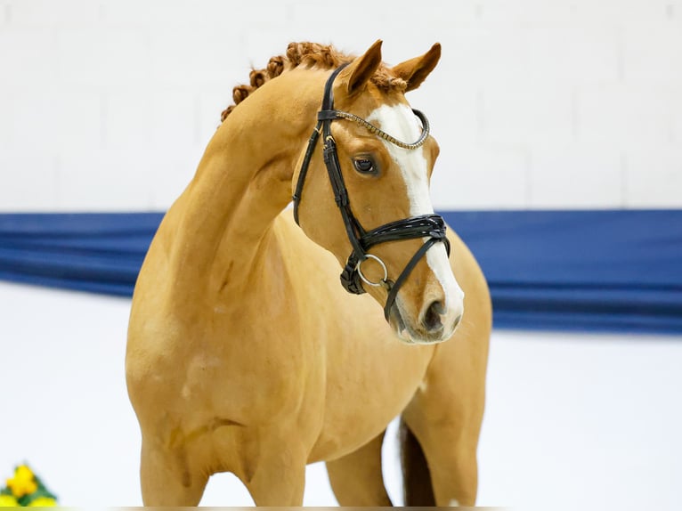 Poney de selle allemand Étalon 3 Ans 149 cm Alezan in Marsberg