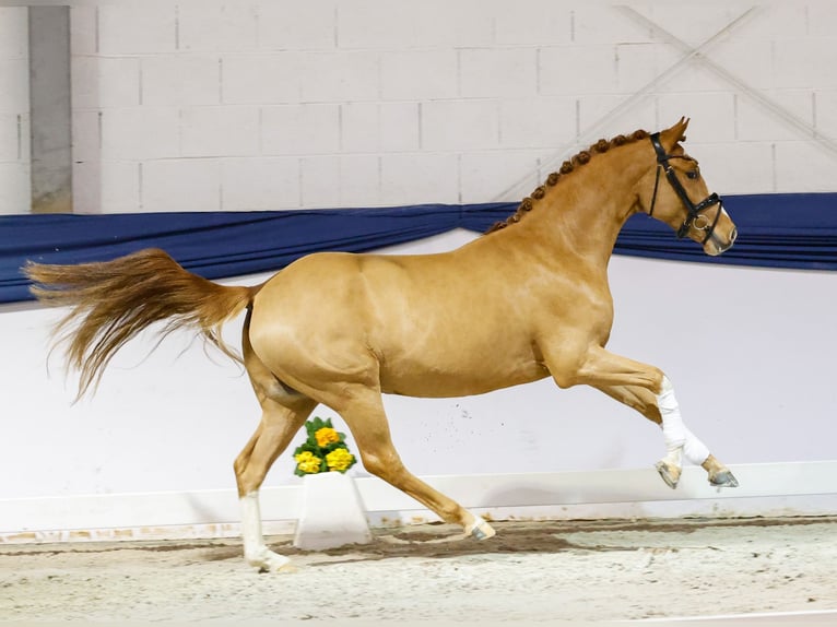 Poney de selle allemand Étalon 3 Ans 149 cm Alezan in Marsberg