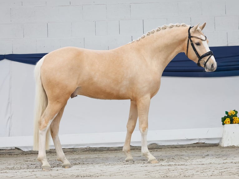 Poney de selle allemand Étalon 3 Ans 149 cm Palomino in Marsberg