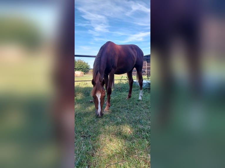 Poney de selle allemand Étalon 3 Ans 150 cm Alezan in Dersekow