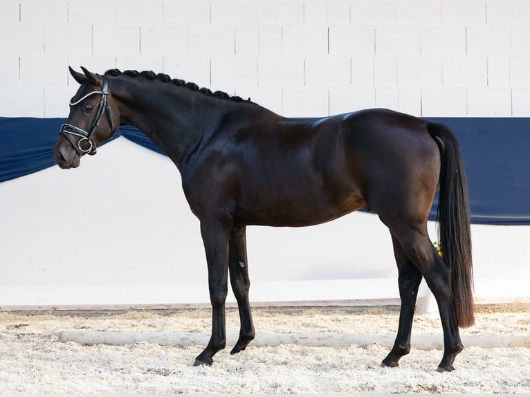 Poney de selle allemand Étalon 3 Ans 150 cm Bai brun in Marsberg