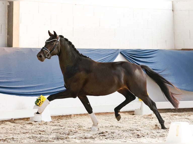 Poney de selle allemand Étalon 3 Ans 150 cm Bai brun in Marsberg