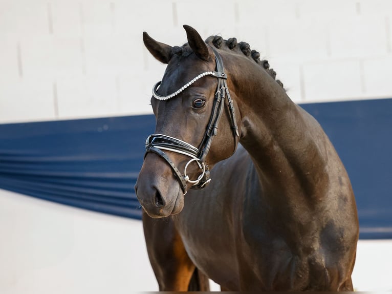 Poney de selle allemand Étalon 3 Ans 150 cm Bai brun in Marsberg
