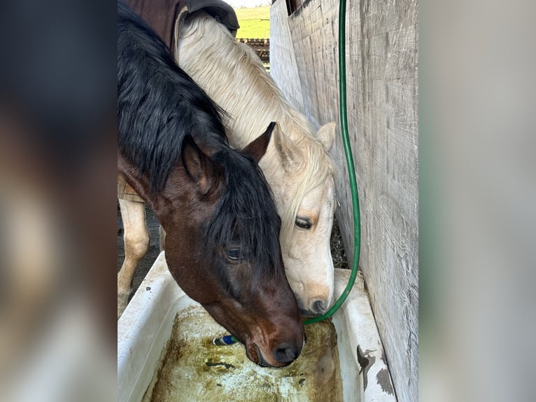 Poney de selle allemand Étalon 3 Ans 150 cm Bai in Aeugst am Albis