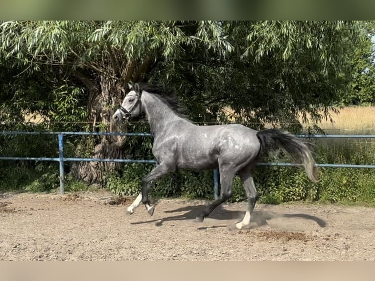 Poney de selle allemand Étalon 3 Ans 150 cm Gris in Liptitz