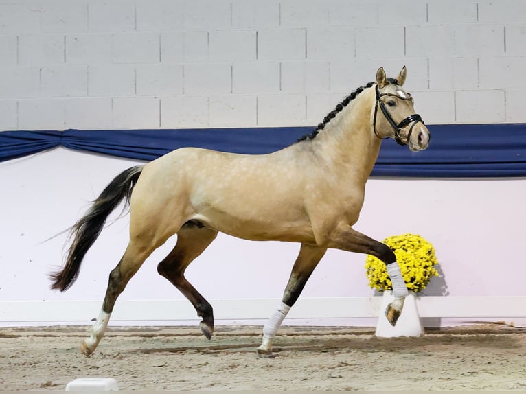 Poney de selle allemand Étalon 3 Ans 150 cm Isabelle in Marsberg