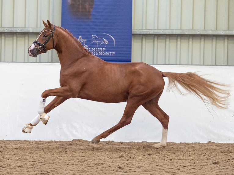 Poney de selle allemand Étalon 3 Ans 151 cm Alezan in Bedburg