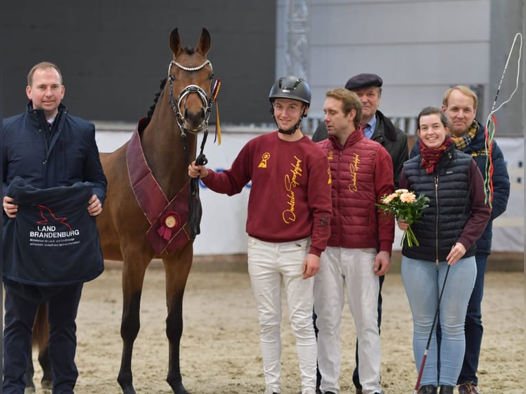 Poney de selle allemand Étalon 3 Ans 153 cm Bai in Rehburg-Loccum Münchehagen