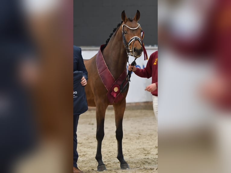 Poney de selle allemand Étalon 3 Ans 153 cm Bai in Rehburg-Loccum Münchehagen