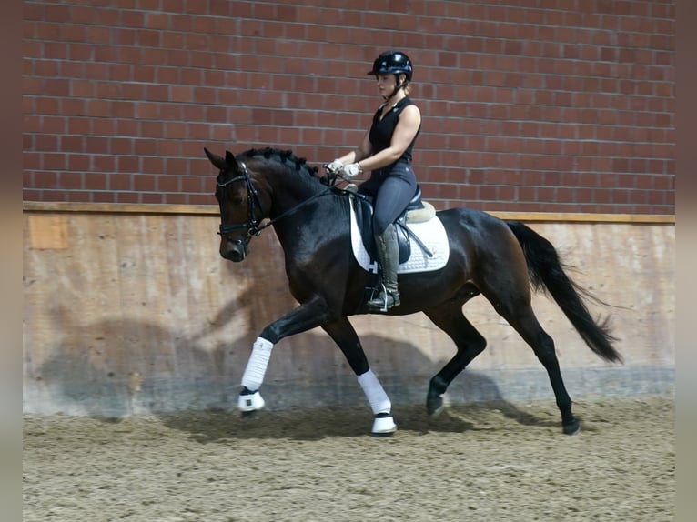 Poney de selle allemand Croisé Étalon 3 Ans 154 cm Bai brun in Paderborn