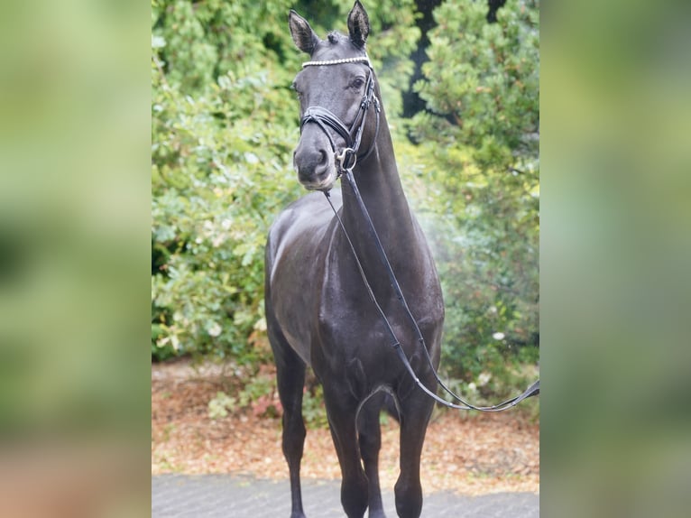 Poney de selle allemand Croisé Étalon 3 Ans 154 cm Bai brun in Paderborn