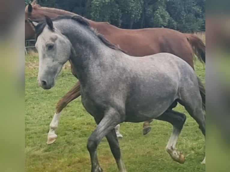Poney de selle allemand Étalon 3 Ans 154 cm Gris in Emsbüren