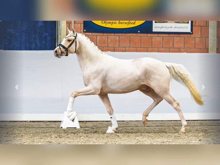 Poney de selle allemand Étalon 3 Ans Palomino in Mönchengladbach