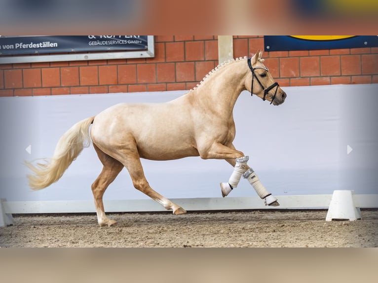 Poney de selle allemand Étalon 3 Ans Palomino in Mönchengladbach