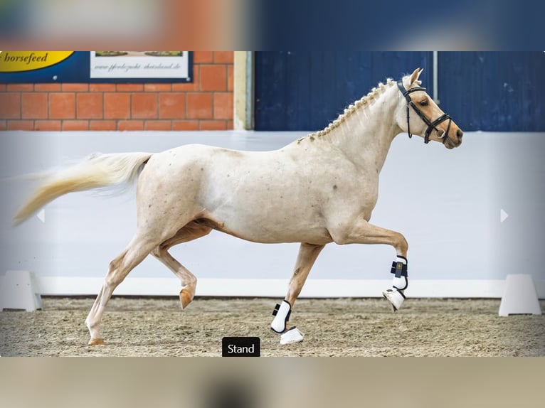 Poney de selle allemand Étalon 3 Ans Palomino in Mönchengladbach