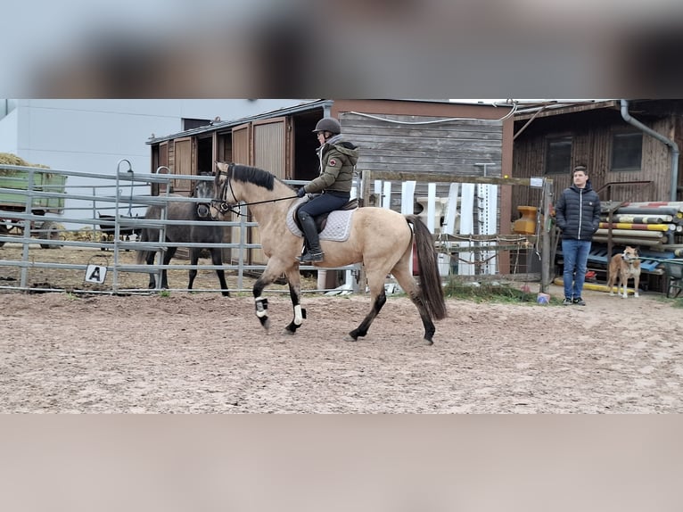 Poney de selle allemand Étalon 4 Ans 144 cm Isabelle in Ebersbach an der Fils