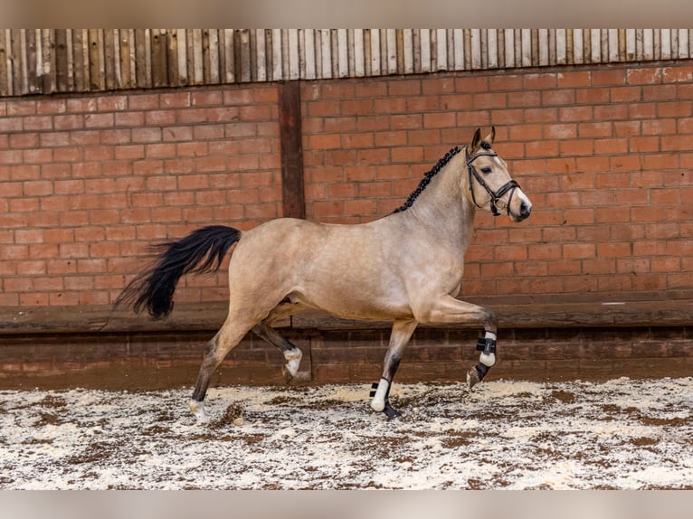 Poney de selle allemand Étalon 4 Ans 144 cm Isabelle in Meppen