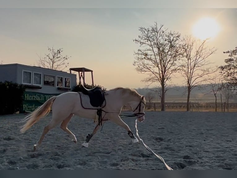 Poney de selle allemand Étalon 4 Ans 144 cm Perlino in Pitten