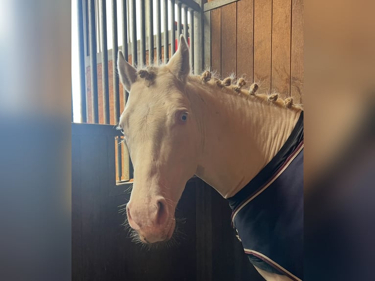 Poney de selle allemand Étalon 4 Ans 144 cm Perlino in Pitten