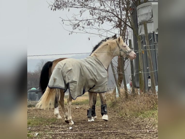 Poney de selle allemand Étalon 4 Ans 144 cm Perlino in Pitten