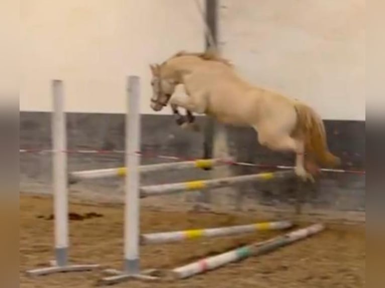 Poney de selle allemand Étalon 4 Ans 144 cm Perlino in Pitten