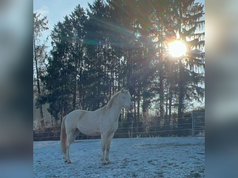 Poney de selle allemand Étalon 4 Ans 144 cm Perlino in Pitten