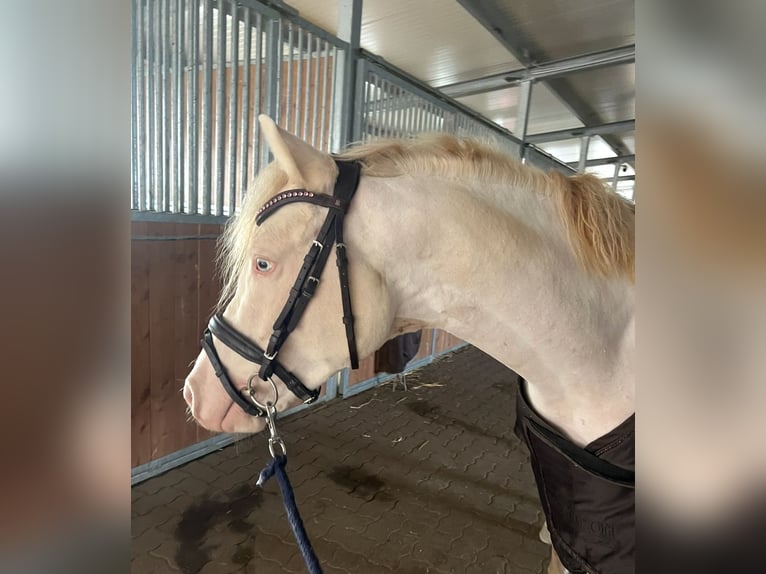 Poney de selle allemand Étalon 4 Ans 144 cm Perlino in Pitten