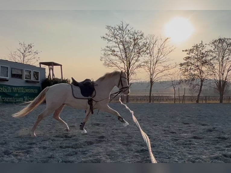 Poney de selle allemand Étalon 4 Ans 144 cm Perlino in Pitten