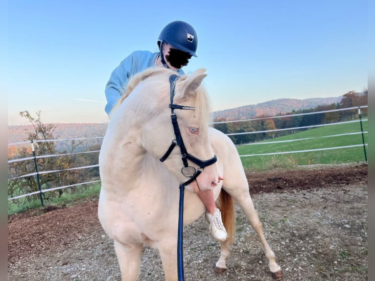 Poney de selle allemand Étalon 4 Ans 144 cm Perlino in Pitten