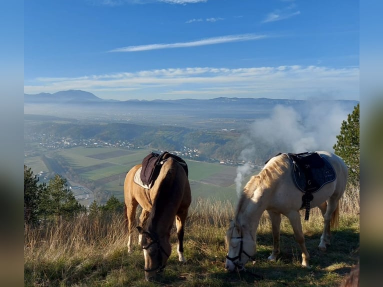 Poney de selle allemand Étalon 4 Ans 144 cm Perlino in Pitten