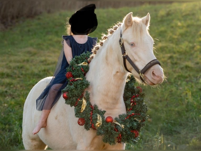 Poney de selle allemand Étalon 4 Ans 144 cm Perlino in Pitten