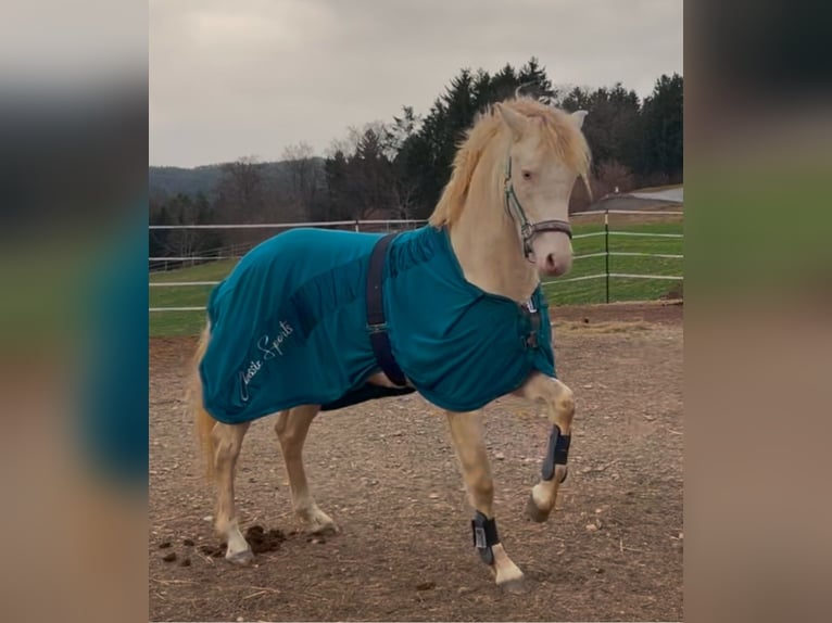 Poney de selle allemand Étalon 4 Ans 144 cm Perlino in Pitten