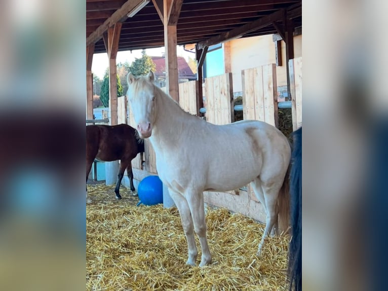 Poney de selle allemand Étalon 4 Ans 144 cm Perlino in Pitten