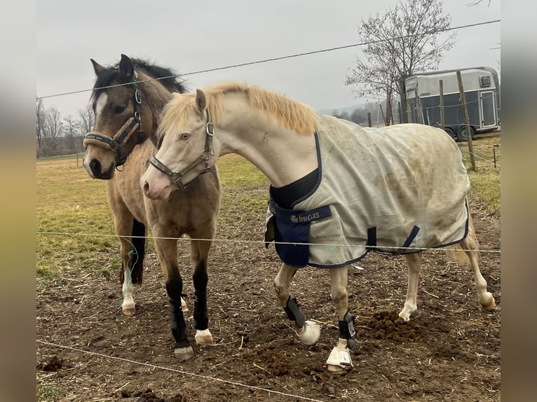 Poney de selle allemand Étalon 4 Ans 144 cm Perlino in Pitten