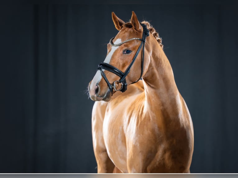 Poney de selle allemand Étalon 4 Ans 146 cm Alezan in Lippetal