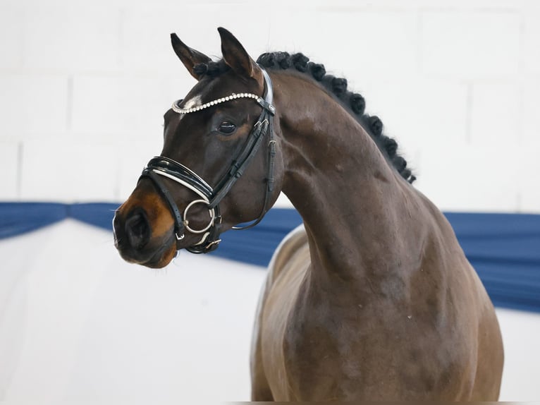 Poney de selle allemand Étalon 4 Ans 146 cm Bai in Marsberg