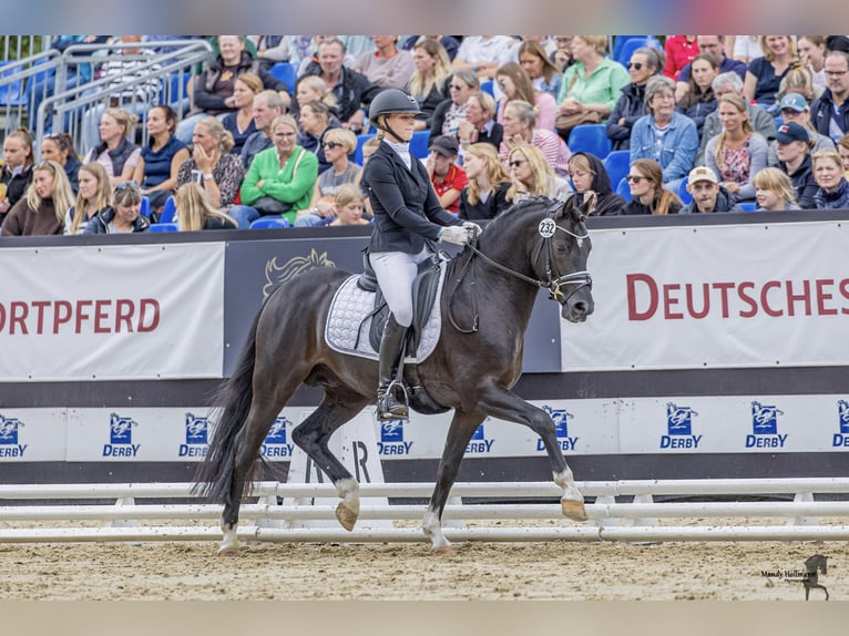 Poney de selle allemand Étalon 4 Ans 146 cm Noir in Ahrensburg